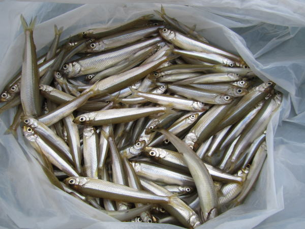 Kawakamisansakanabig