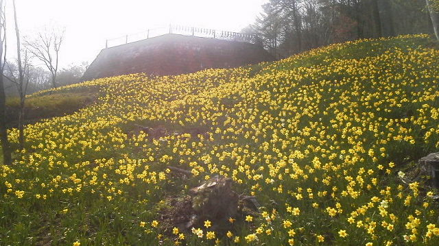 ロマンス亭並びのスイセンが満開です。〓