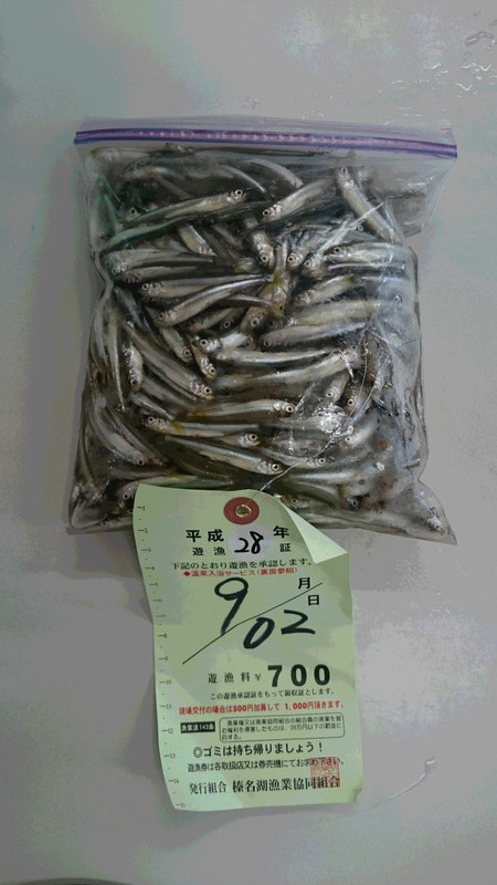 ９月２日ワカサギ釣果3