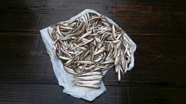 ９月２１日ワカサギ釣果1