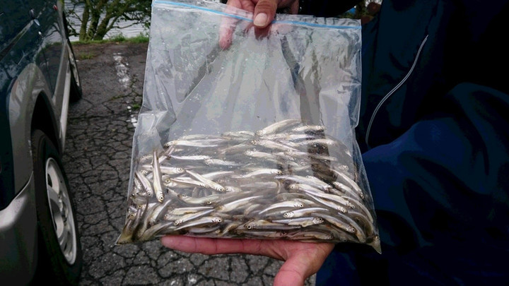 ９月２１日ワカサギ釣果2