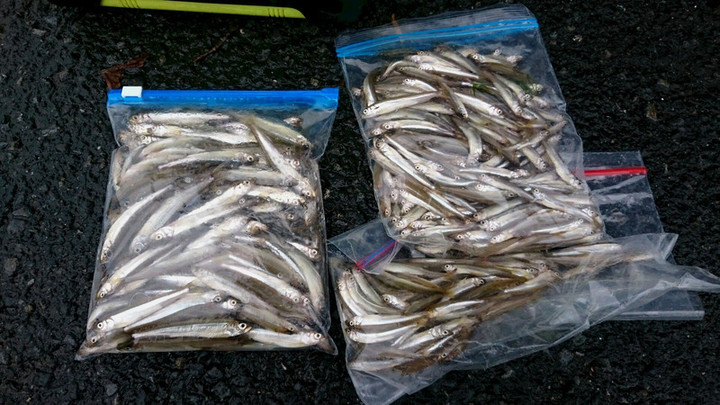 ９月２３日ワカサギ釣果2