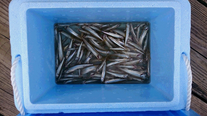 ９月２７日ワカサギ釣果