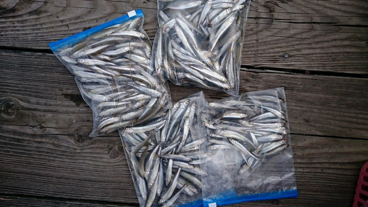 １０月１２日ワカサギ釣果2