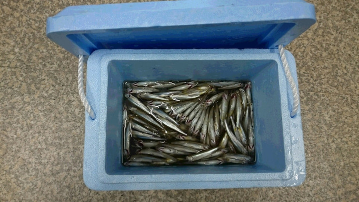 １０月１４日ワカサギ釣果