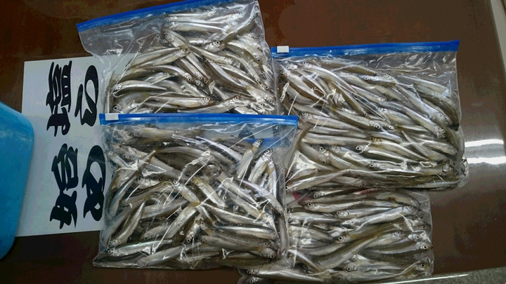 １０月１６日ワカサギ釣果