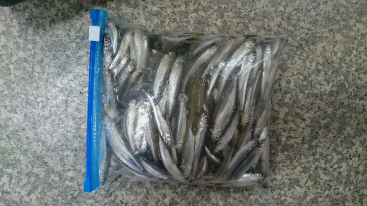 １０月２３日ワカサギ釣果1