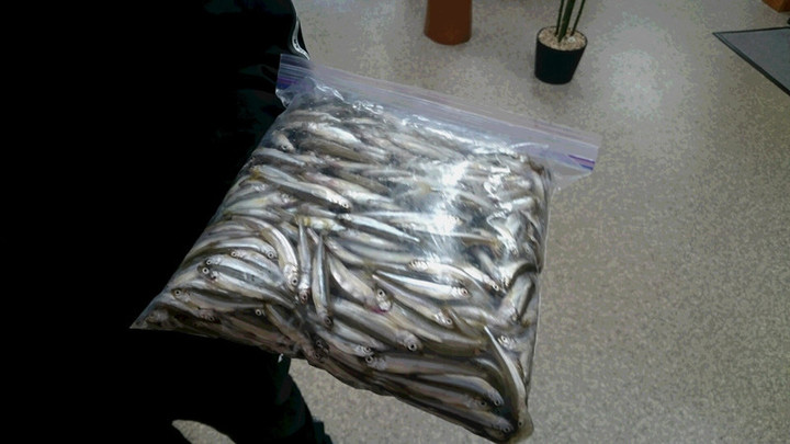 １０月２９日ワカサギ釣果4今シーズン最高釣果