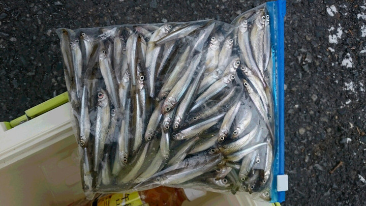 １１月２日ワカサギ釣果