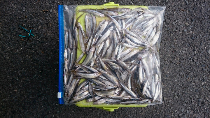 １１月８日ワカサギ釣果