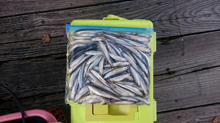 １１月２０日ワカサギ釣果1