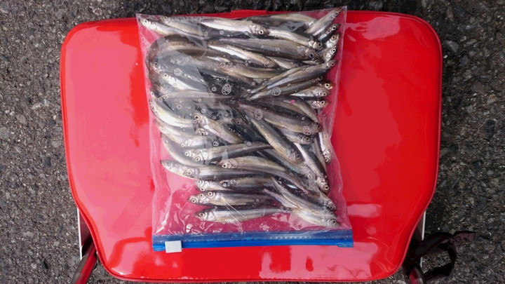 １１月３０日ワカサギ釣果