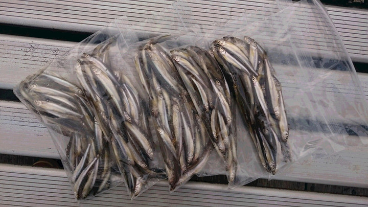 １２月４日ワカサギ釣果