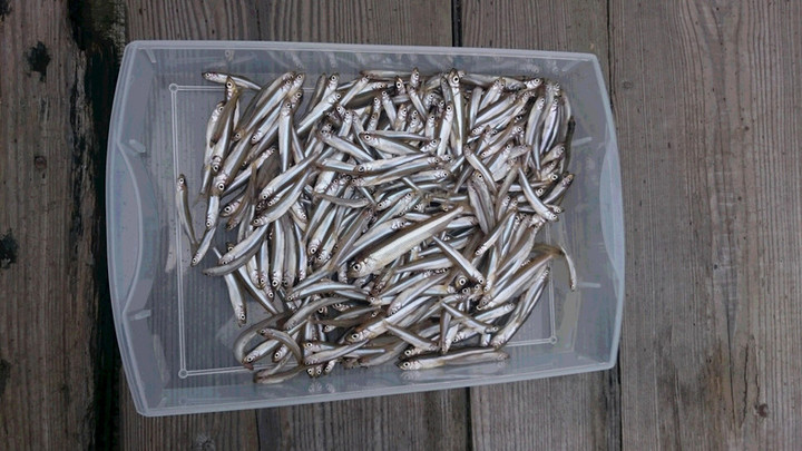 ８月１９日 ワカサギ試し釣り