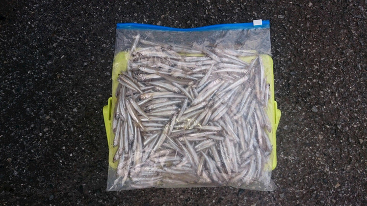 ９月３日ワカサギ釣果1