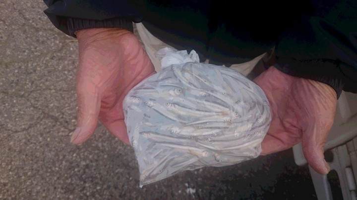 ９月１４日ワカサギ釣果1