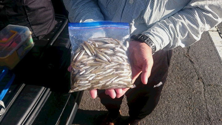 ９月１８日ワカサギ釣果