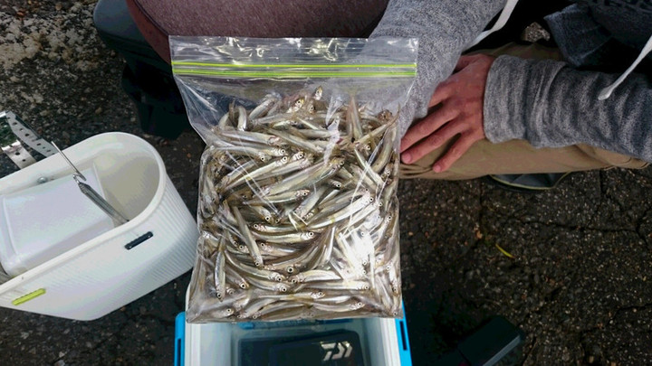 ９月２４日ワカサギ釣果2