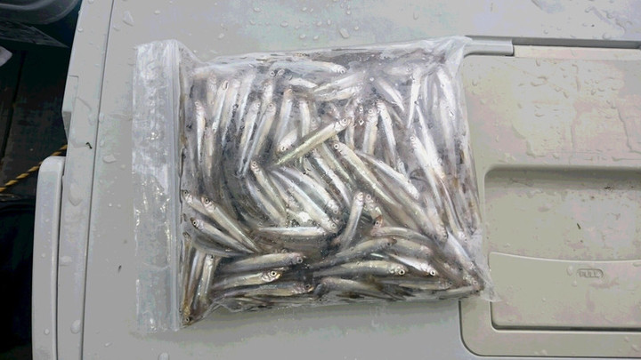 ９月２７日ワカサギ1