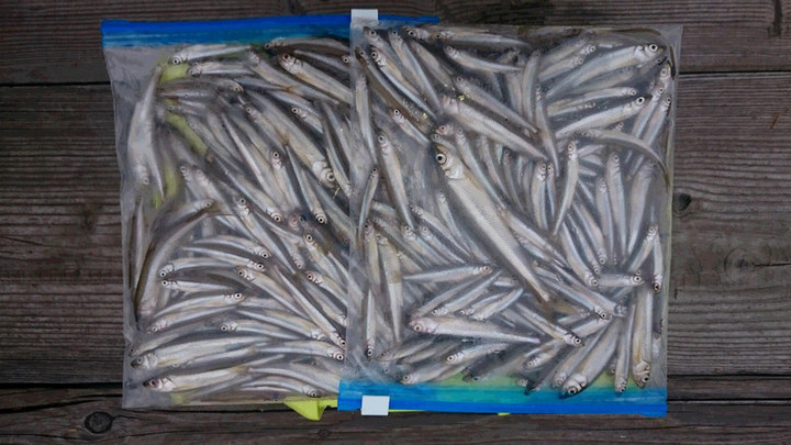 １０月１１日ワカサギ釣果