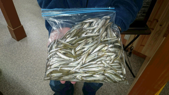 １０月１３日ワカサギ釣果