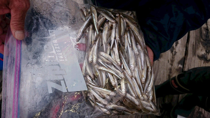 １０月１４日ワカサギ釣果