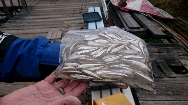 １０月１８日ワカサギ釣果2