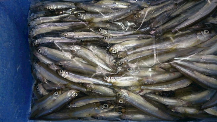 １１月３つワカサギ釣果1