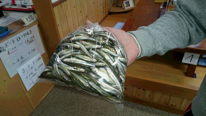 １１月３日ワカサ釣果2