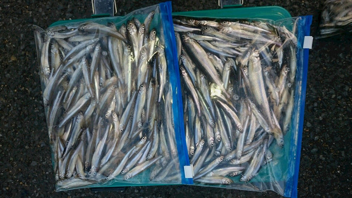 １１月２９日ワカサギ釣果2