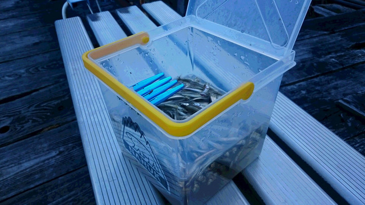 １２月３日ワカサギ釣果1