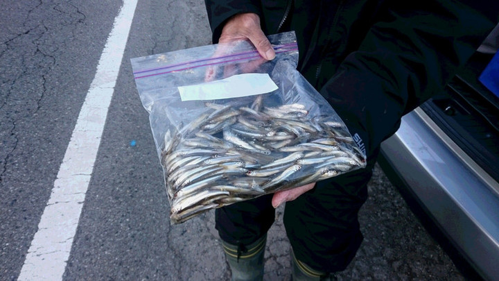 １２月３日ワカサギ釣果2