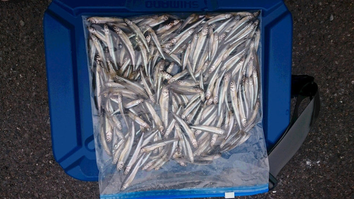 １２月４日ワカサギ釣果1