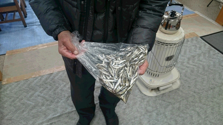 １月３１日ワカサギ釣果