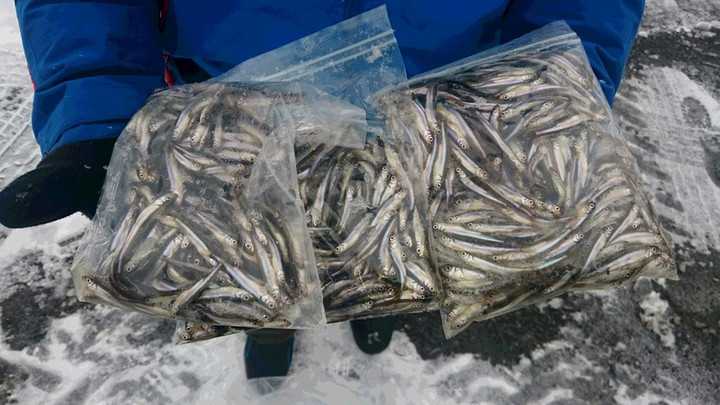 ２月２日１０００匹超え