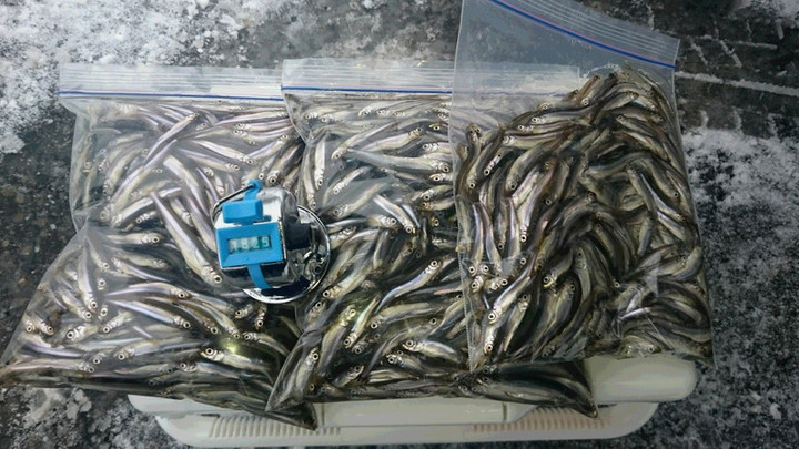 ２月２日１０００匹超え