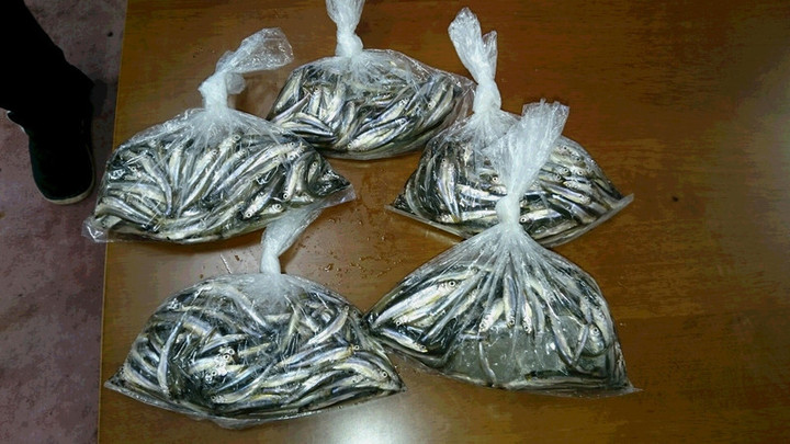 ２月３日ワカサギ釣果