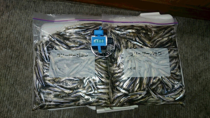 ２月４日ワカサギ釣果