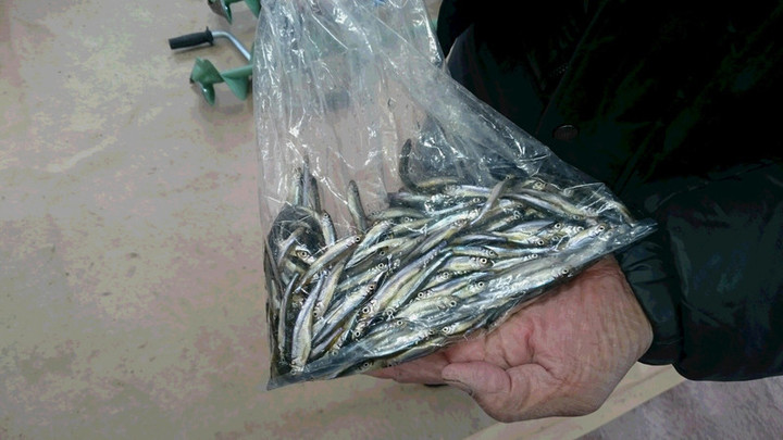 ２月５日ワカサギ釣果