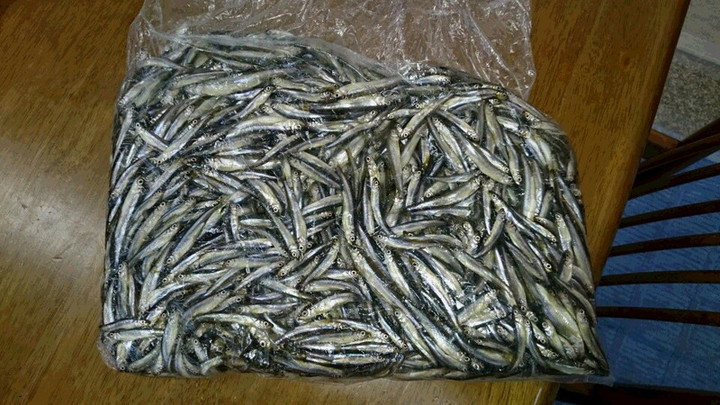 ２月８日１０００匹超え