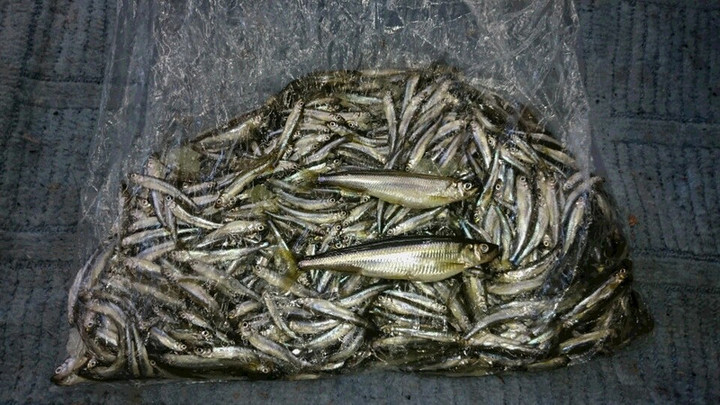 ２月１０日ワカサギ釣果