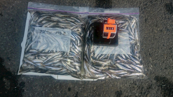 ２月１１日ワカサギ釣果