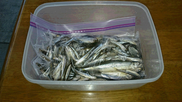 ２月１２日ワカサギ釣果