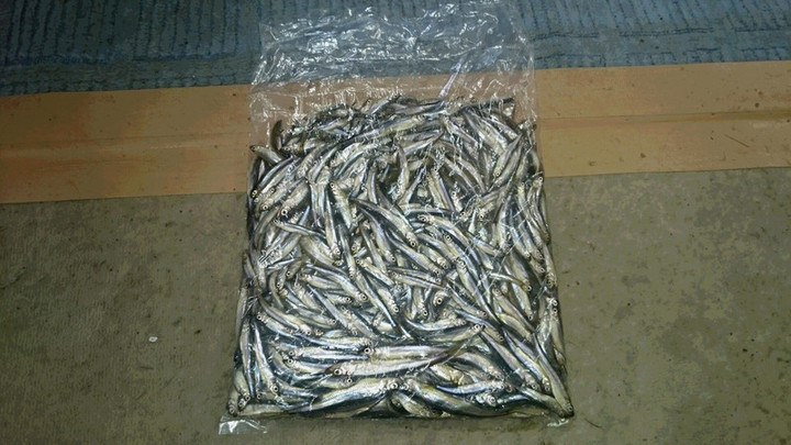 ２月１６日ワカサギ釣果