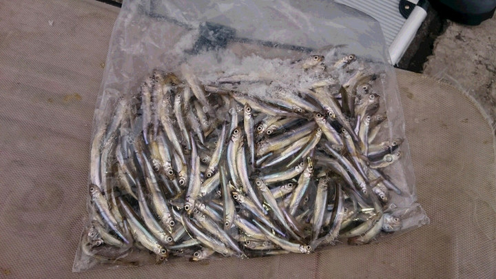 ２月１７日ワカサギ釣果