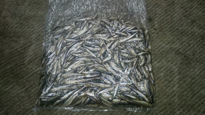 ２月１８日ワカサギ釣果