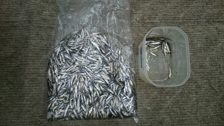 今シーズン五回目10束超え❗