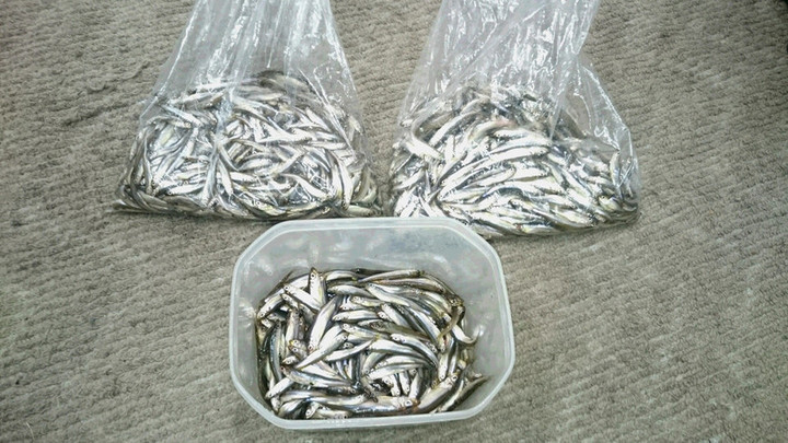 今シーズン六度目の10束超え❗