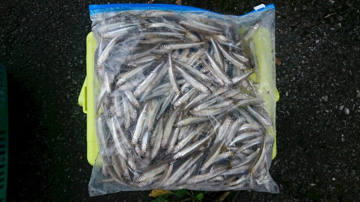 9月13日ワカサギ釣果2