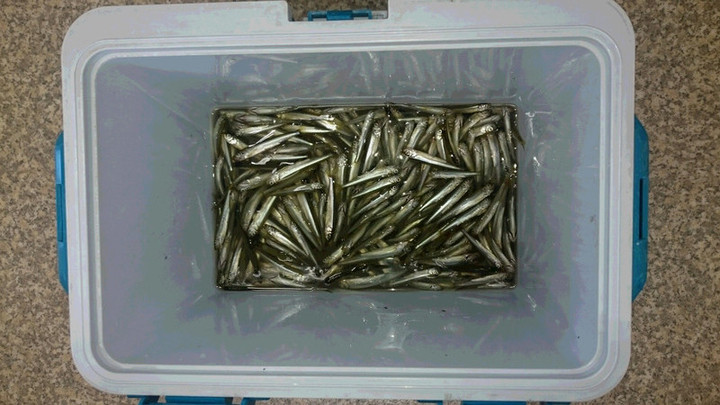 9月22日ワカサギ釣果2